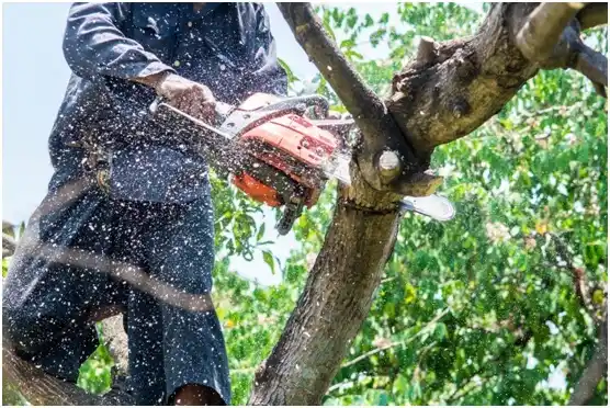 tree services Baker City